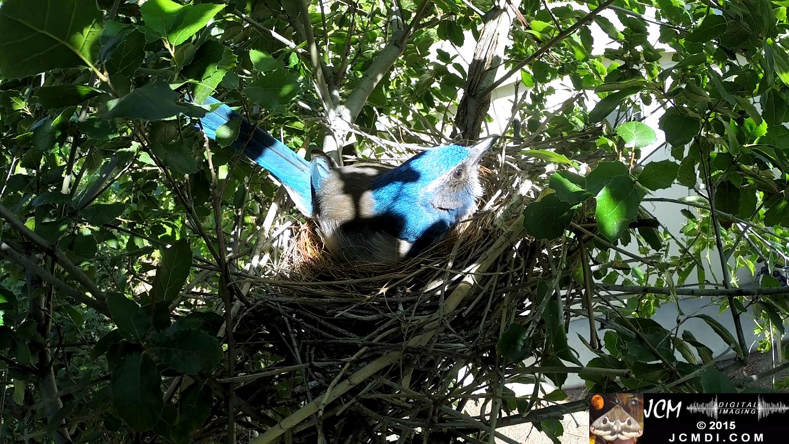 Scrub Jay nest and activity GoPro Hero3+ Black 3-3132015 Santa Clarita JCMDI.COM